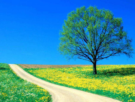 SABEDORIA DOS ANJOS - MEDITAÇÃO