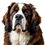 Thumbnail: Saint bernard dog bundle88
