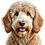 Thumbnail: Golden doodle color dog bundle