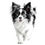 Thumbnail: Papillon dog bundle 20