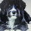 Thumbnail: Bernedoodle dog bundle5