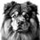 Thumbnail: Chow chow dog bundle