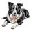 Miniatura: Border collie dog svg file bundle
