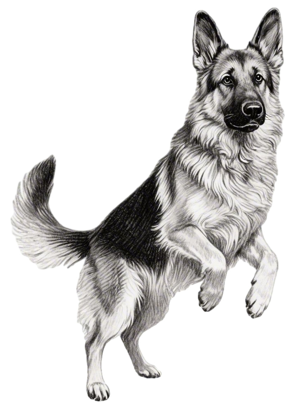 Thumbnail: German shepherd dog clipart bundle