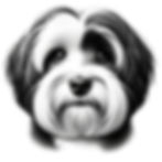 Miniatura: Havanese dog bundle