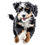 Thumbnail: Bernedoodle dog bundle5
