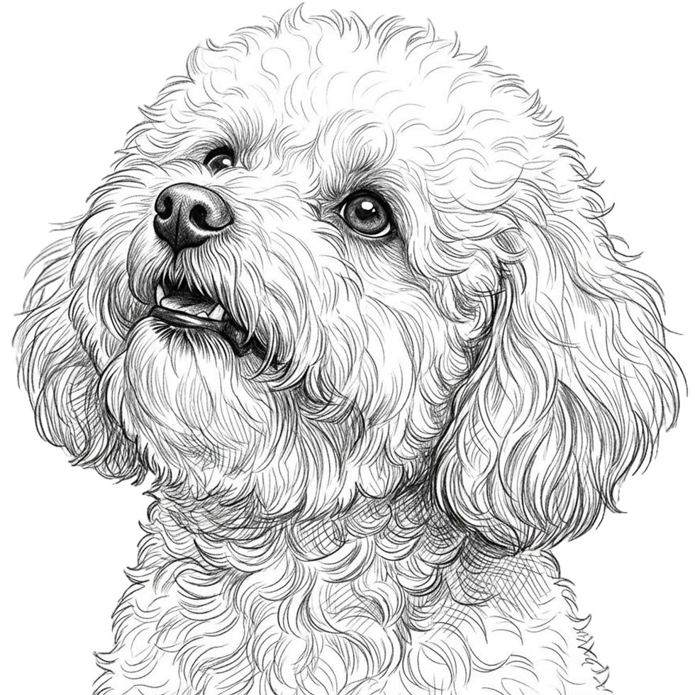 Miniatura: Bichon frise dog clipart bundle