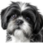 Thumbnail: Shih tzu dog clipart bundle file
