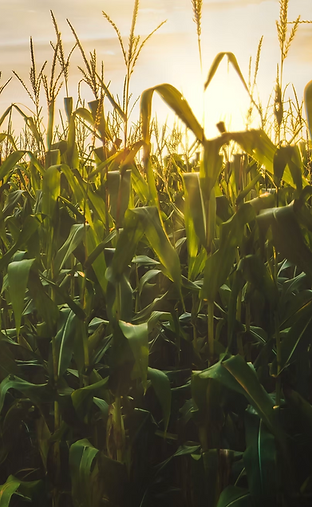 Illinois farm.png