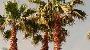 Palm Tree