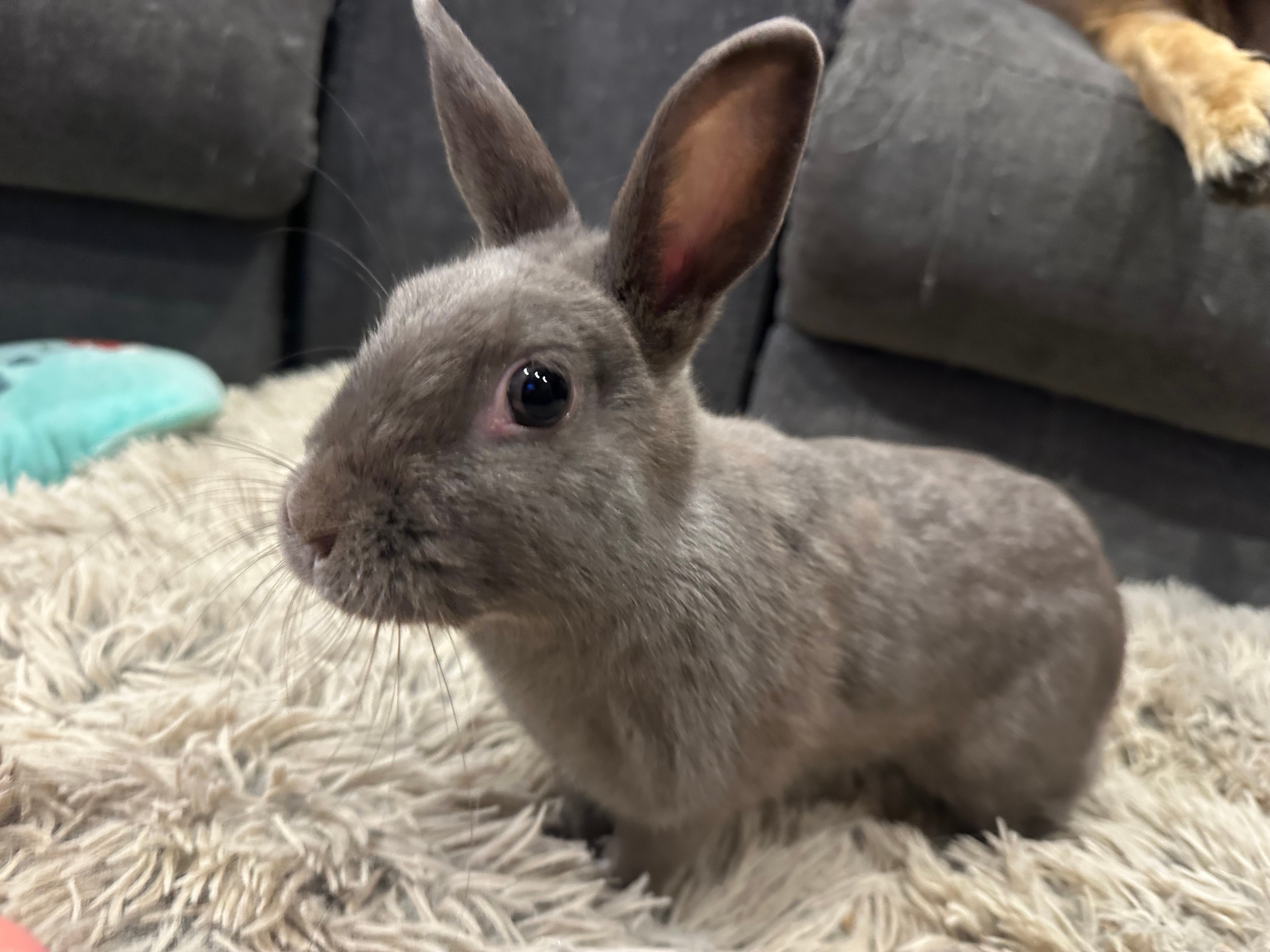 Jasola Rare Rabbit Strong Hearts