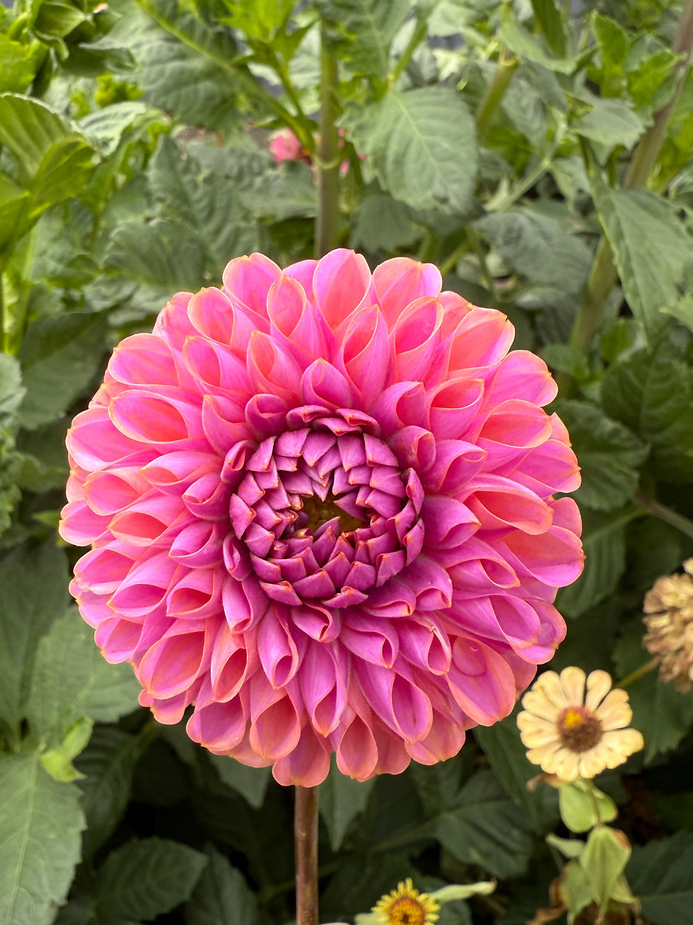 Thumbnail: Dahlia Tubers