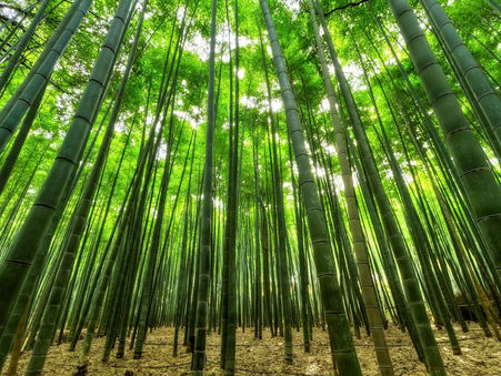 Al mundo le tomará 25 años más llegar a la meta de acabar con la deforestación, advierte FAO