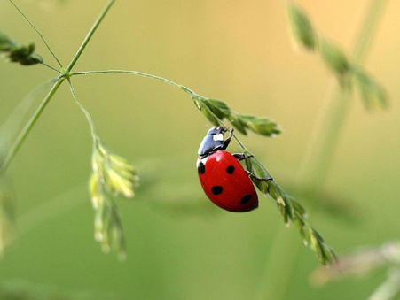Cómo enfrentar la entomofobia o insectofobia
