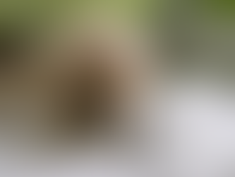 ¿Por qué mi perro come papel?