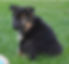 Calmholme German Shepherd Dogs