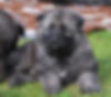 Calmholme German Shepherd Dogs