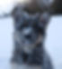 Calmholme German Shepherd Dogs