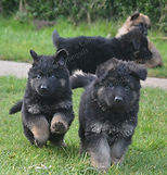 Spice 2022 litter (28)_edited.jpg