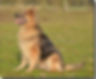 Calmholme German Shepherd Dogs