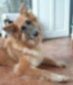 Calmholme German Shepherd Dogs