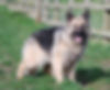 Calmholme German Shepherd Dogs