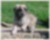 Calmholme German Shepherd Dogs