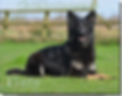 Calmholme German Shepherd Dog