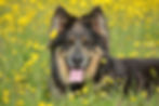 Calmholme German Shepherd Dogs