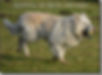 Calmholme German Shepherd Dogs