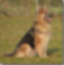 Calmholme German Shepherd Dogs