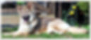 Calmholme German Shepherd Dogs