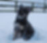 Calmholme German Shepherd Dogs