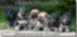Calmholme German Shepherd Dogs