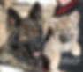 Calmholme German Shepherd Dogs