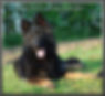 Calmholme German Shepherd Dogs