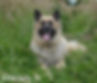 Calmholme German Shepherd Dogs