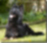 Calmholme German Shepherd Dogs