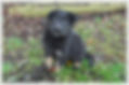 Calmholme German Shepherd Dogs