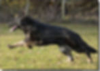 463Calmholme German Shepherd Dog4281798