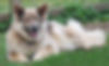 Calmholme German Shepherd Dogs