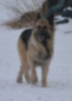 Calmholme German Shepherd Dogs