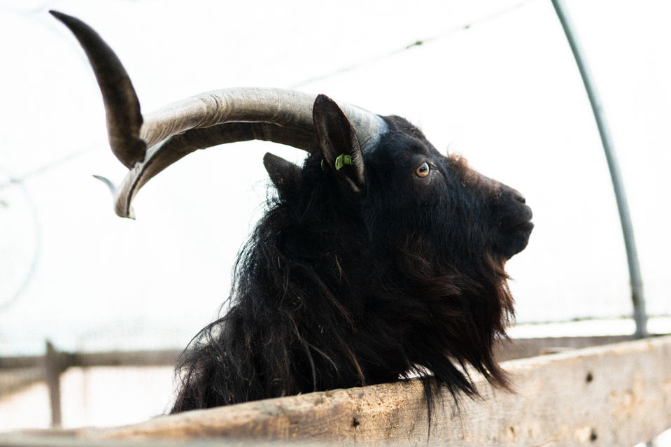 Geitenhouderij ter Veen