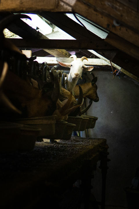 Geitenhouderij ter Veen