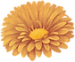 flower_16_edited.png