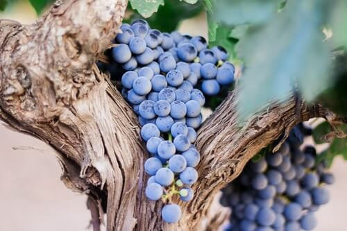 Blaue Weinreben in chilenischem Weinberg