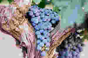 Blaue Weinreben in chilenischem Weinberg