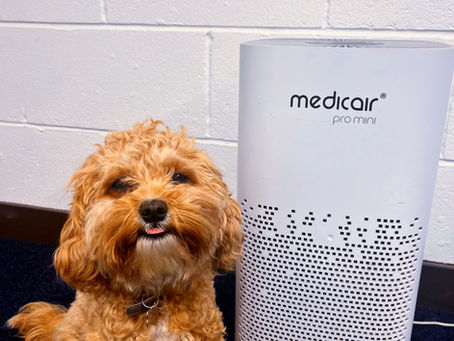 Fresh Air, Healthy Pets: How Ventilation Impacts Pet Wellbeing