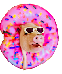 9a660b_33e34d7705994c4e82fb255f3674e448~mv2.png