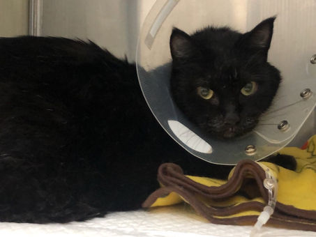 ご協力有り難うございました